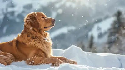 Dog-Friendly Ski Resorts for Snow Adventures with Your Pet