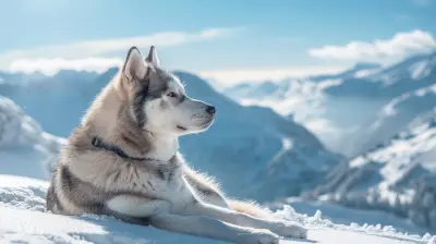 Dog-Friendly Ski Resorts for Snow Adventures with Your Pet